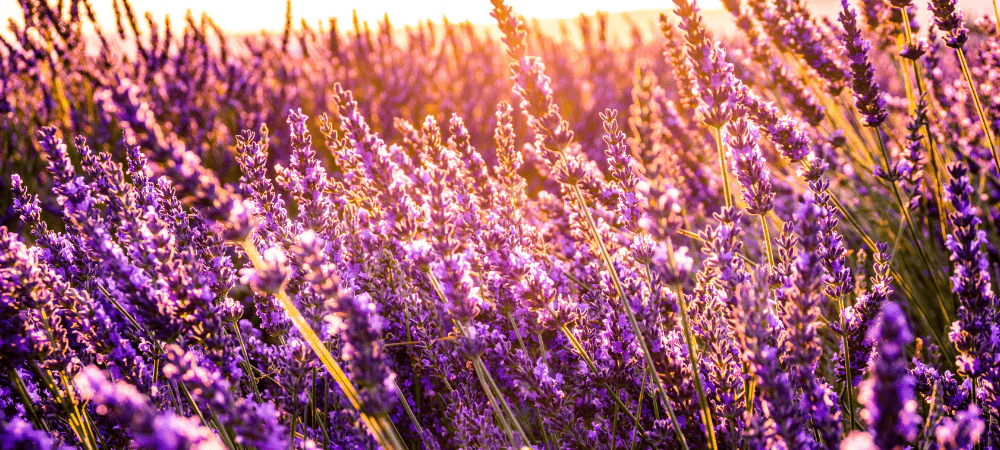 A field of Lavender at dawn