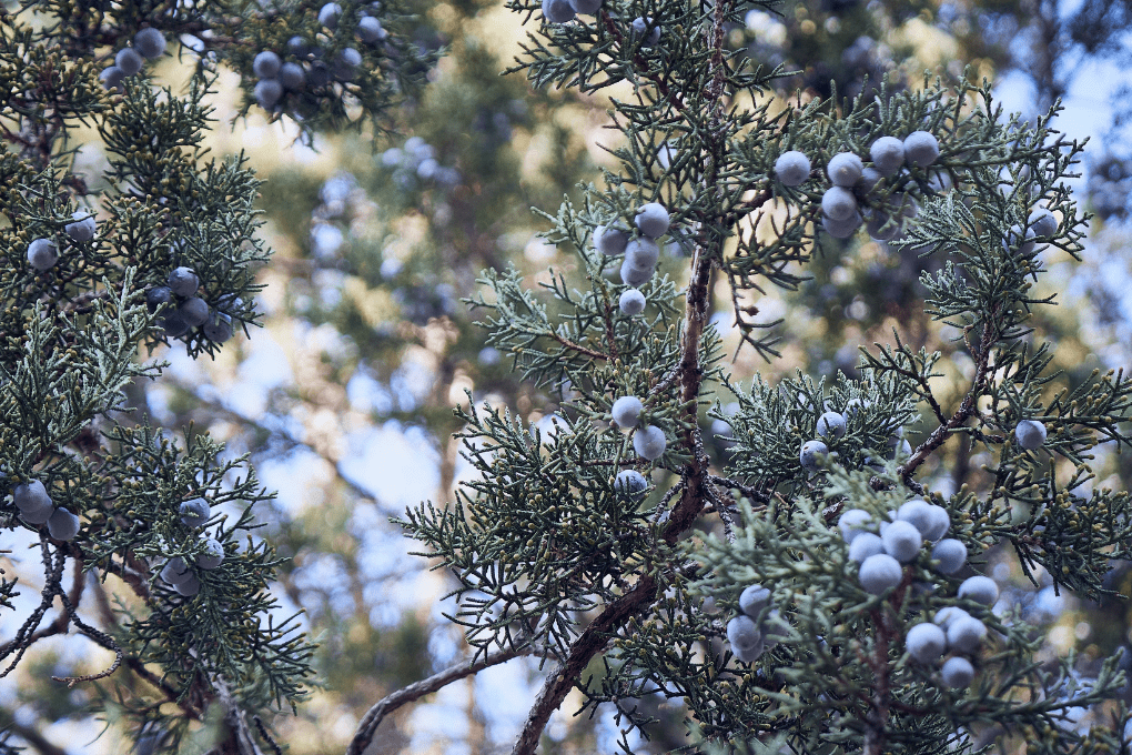 Branches of outdoor Juniper Berries and Needles