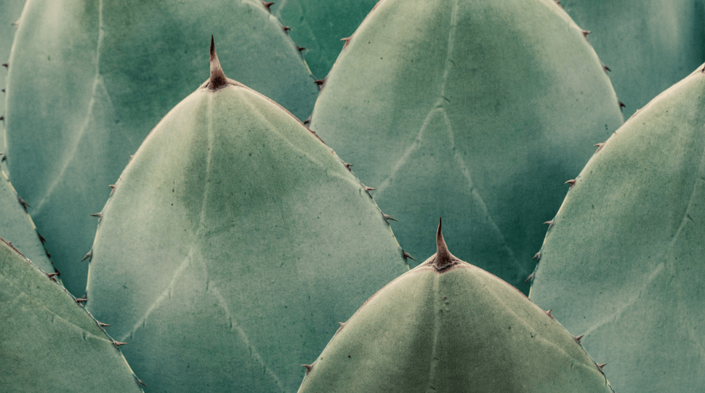 Close up of a blue agave plant